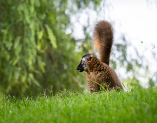 Fototapeta premium The red ruffed lemur on the ground looking somewhere