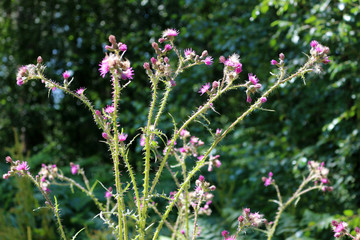 Cirsium arvense or Creeping Thistle