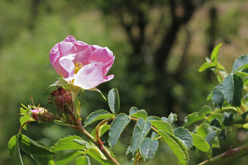 Rosa canina. Dog rose showing the flower, bud and rosehip