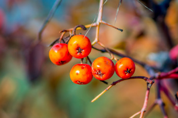 golden colored autumn leaves in nature