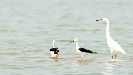 Little egret (Egretta garzetta) and Black-winged Stilt (Himantopus himantopus) look for food in Bueng Boraphet (the largest freshwater swamp and lake in central Thailand).
