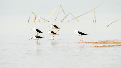 Flock of Black-winged Stilt (Himantopus himantopus)  at Bueng Boraphet (the largest freshwater swamp and lake in central Thailand).