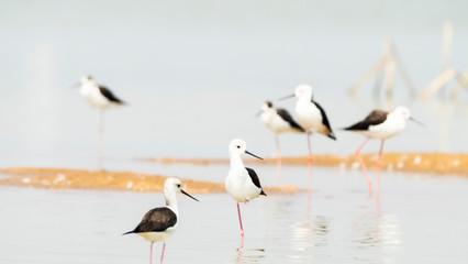 Flock of Black-winged Stilt (Himantopus himantopus)  at Bueng Boraphet (the largest freshwater swamp and lake in central Thailand).