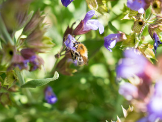 Bee on Lavender 6