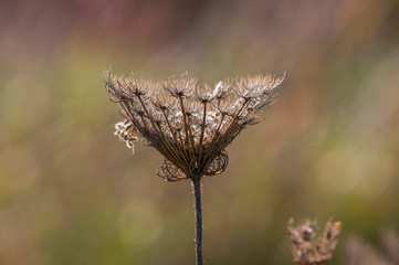 Fototapeta premium golden colored autumn leaves in nature