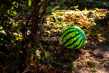 Rubber ball in the form of a watermelon. Watermelon ball in the garden among the leaves