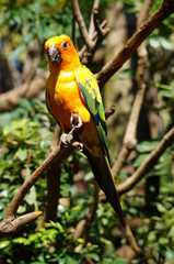 colorful sun parakeet on a branch