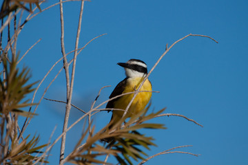 Great Kiskadee Pitangus sulphuratus perched on a branch in the rainforests of Brazil.