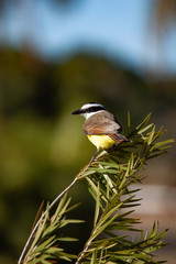 Great Kiskadee Pitangus sulphuratus perched on a branch in the rainforests of Brazil.