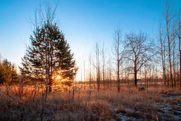 Fototapeta premium Frosty autumnal morning nature scene with trees.