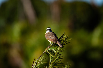Great Kiskadee Pitangus sulphuratus perched on a branch in the rainforests of Brazil.