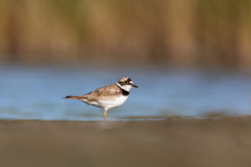 Little ringed plover on a beach