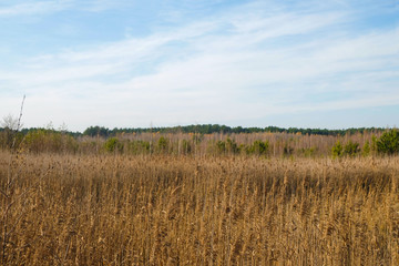 Reeds in the swamp. On the horizon is a forest. Wetlands in Ukraine.