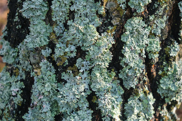 Lichen on tree trunk in daylight in Ukraine.