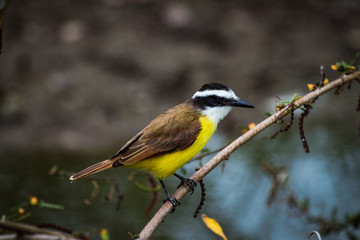 Great Kiskadee Pitangus sulphuratus perched on a branch in the rainforests of Brazil.