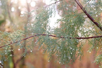 Rain drops on a tree. Close-up, selective focus.