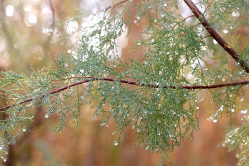 Rain drops on a tree. Close-up, selective focus.