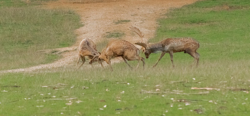 fallow deer grazing in a green meadow