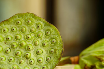Pods of green lotus flowers