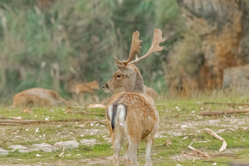 fallow deer grazing in a green meadow