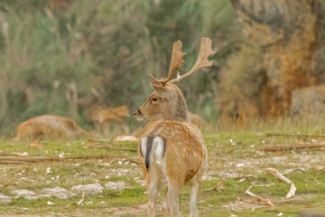 fallow deer grazing in a green meadow
