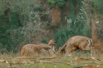 fallow deer grazing in a green meadow