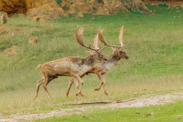 fallow deer grazing in a green meadow