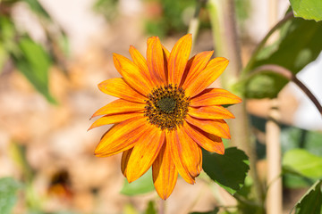 TUTZING, BAVARIA / GERMANY - October 11, 2019: Close-up / macro of orange & yellow colored african daisy flower. Bright, colorful flower with petals which look like flames. In full blossom.