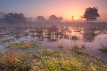 Sunrise over wetland in The Netherlands - 305969415