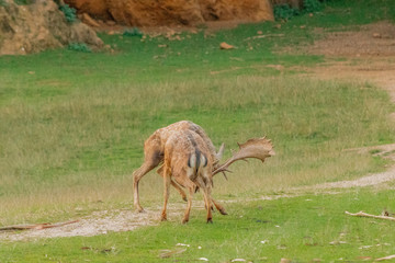 fallow deer grazing in a green meadow