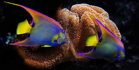 Blaukopf-Kaiserfisch (Pomacanthus xanthometopon) tropischer Pazifik, Panorama