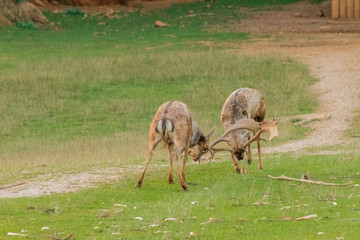 fallow deer grazing in a green meadow