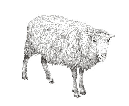 Sheep sketch style illustration. Hand drawn image of beautiful black and white farm animal. Line art drawing in vintage style. Realistic drawing.