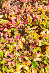 Beets grow in summer beds in the garden