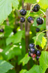 Blackcurrant berries hang on a Bush in summer