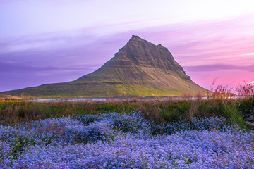 Fototapeta na wymiar Pink flowers in front of big sharp mountain at dawn - Kirkjufell Iceland