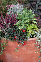 Verschiedene Pflanzen als Herbstgesteck in Steintopf