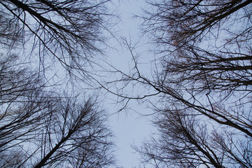 Looking up at trees in winter