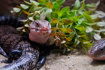Savannah monitor, a medium-sized species of monitor lizard native to Africa