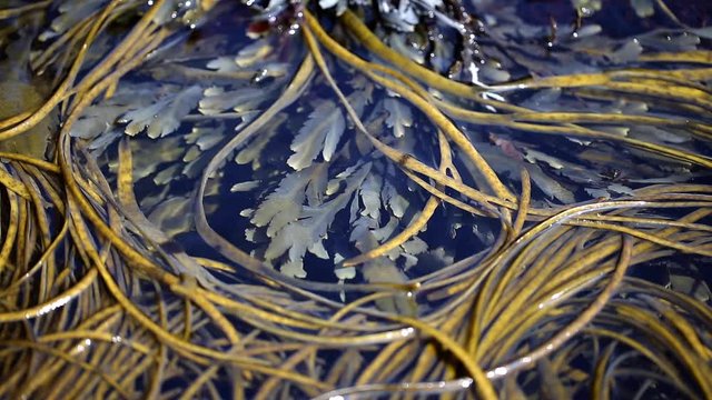 Long seagrass in the waves, frech north coast