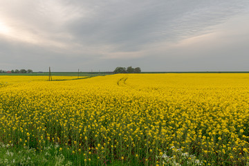 Obraz premium Rapeseed field with farms and a dike on the horizon