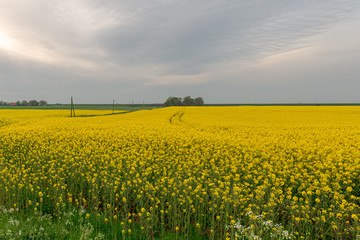 Rapeseed field with farms and a dike on the horizon