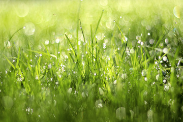 Close up photo of green grass in morning dew. Natural floral texture background. Selective focus,...