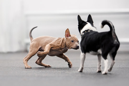 thai ridgeback puppy inviting a chihuahua dog to play indoors