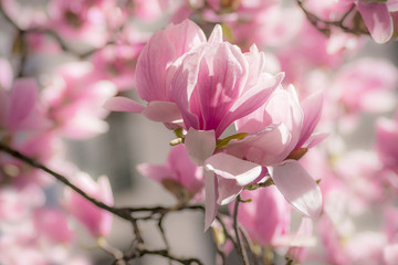 Beautiful delicate pink magnolia. Spring floral background