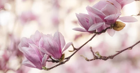 Fotobehang Bloeiende roze magnolia boomtak. Lente bloemen achtergrond, brede compositie © uliab