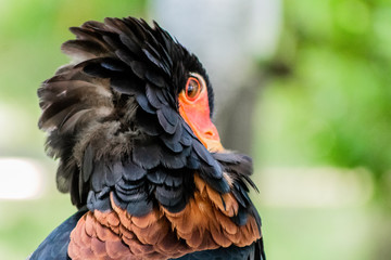 a flying eagle wiping its feathers