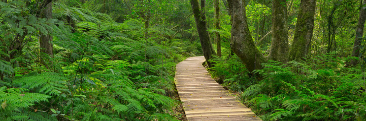Path through rainforest in the Garden Route NP, South Africa
