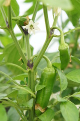 Sweet Pepper Kostas F1