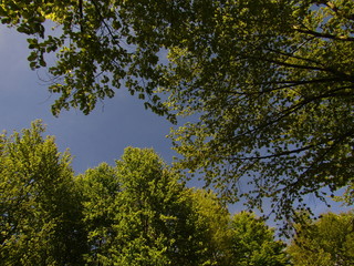 Fototapeta premium trees in autumn